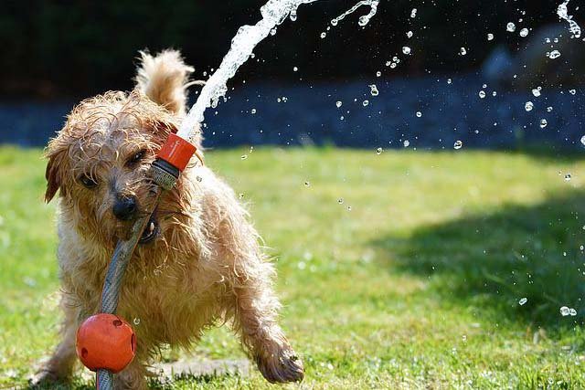 Dog playing with Garden Hose